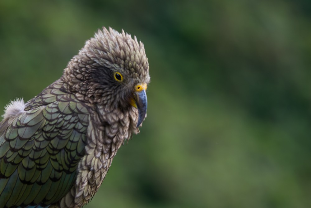 Neuseeland Kea